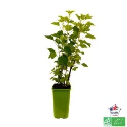Groseillier à Grappes 'Jonkheer Van Tets' Bio: Pot 1,5 Litres -Terre et Verdure 827044 004