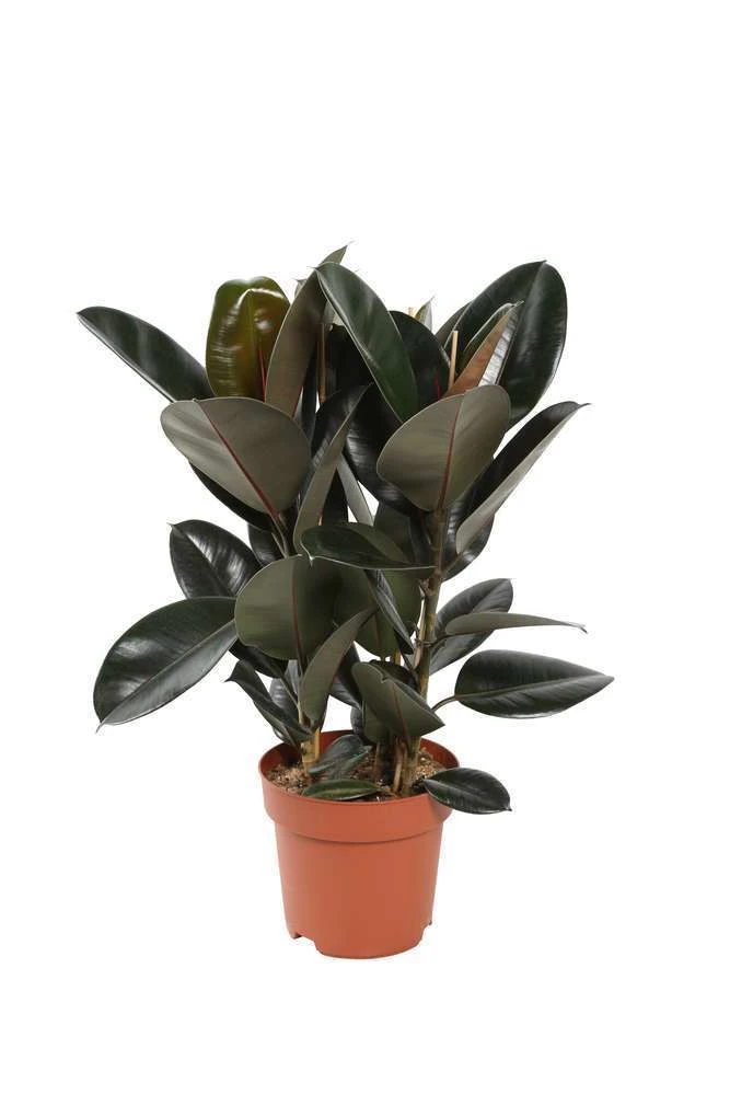 Ficus Elastica 'Abidjan': D.24xh.75cm 4 Ficus Elastica 'Abidjan': D.24xh.75cm – Image 2