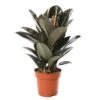 Ficus Elastica 'Abidjan': D.24xh.75cm -Terre et Verdure 827090 002