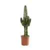Euphorbia Erythrea : Pot D19 X H80cm -Terre et Verdure 827295 001
