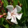 Nerium Oleander Harriet Newding' Pot 5L -Terre et Verdure 827681 001