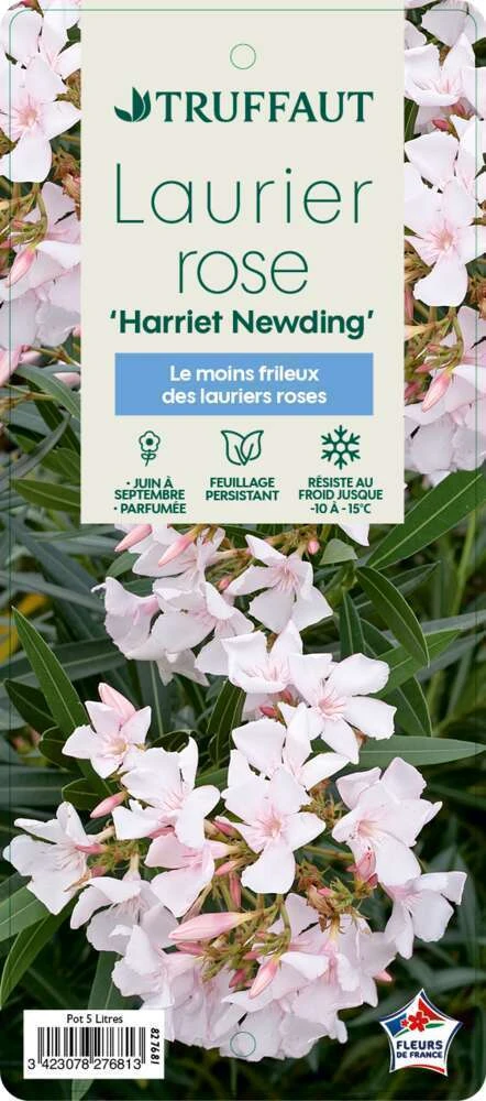 Nerium Oleander Harriet Newding' Pot 5L 5 Nerium Oleander Harriet Newding' Pot 5L – Image 3