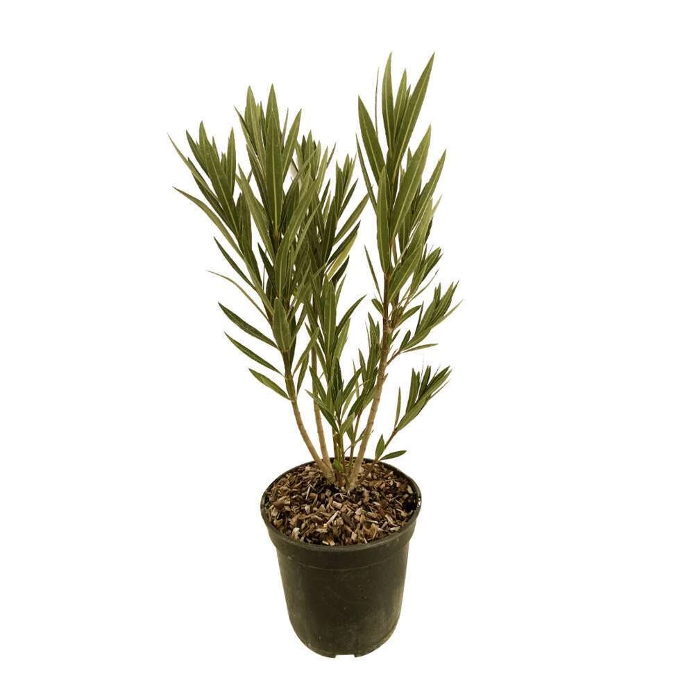Nerium Oleander Harriet Newding' Pot 5L 4 Nerium Oleander Harriet Newding' Pot 5L – Image 2