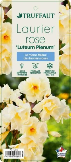 Nerium Oleander Luteum Plenum' Pot 5L -Terre et Verdure 827684 002