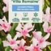 Nerium Oleander Villa Romaine' Pot 5L -Terre et Verdure 827688 003