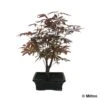Acer Palmatum 'Atropurpureum' 8/9 D'âge -Terre et Verdure 828653 001