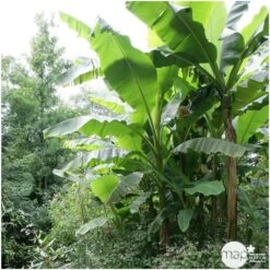 Musa Basjoo : C15L -Terre et Verdure 828724 002