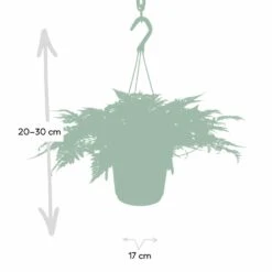 Humata Tyermannii - H20cm, ø17cm - Plante D'intérieur Tombante 9 Humata Tyermannii - H20cm, ø17cm - Plante D'intérieur Tombante -Terre et Verdure 82e196ebc3b354a5