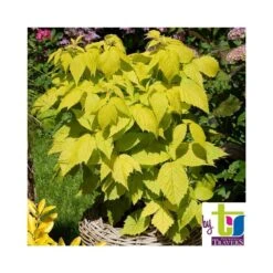Framboisier Groovy®'Jdeboer005':pot 5L -Terre et Verdure 831270 002