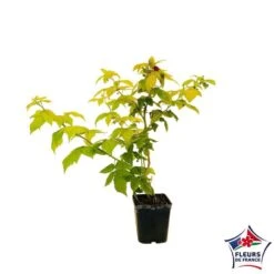 Framboisier Groovy®'Jdeboer005':pot 5L -Terre et Verdure 831270 004