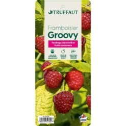 Framboisier Groovy®'Jdeboer005':pot 5L -Terre et Verdure 831270 006