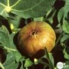 Figuier 'Madeleine Des 2 Saisons':pot 5L -Terre et Verdure 831275 001