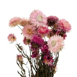 Bouquet De Fleurs Séchées Helichrysum Rose -Terre et Verdure 837659 1697287