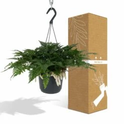 Humata Tyermannii - H20cm, ø17cm - Plante D'intérieur Tombante 10 Humata Tyermannii - H20cm, ø17cm - Plante D'intérieur Tombante -Terre et Verdure 838c2a9c060e14c2