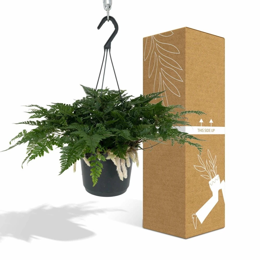 Humata Tyermannii - H20cm, ø17cm - Plante D'intérieur Tombante 6 Humata Tyermannii - H20cm, ø17cm - Plante D'intérieur Tombante – Image 4