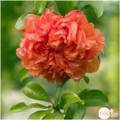 Punica Granatum Pot 45L, 18/20. -Terre et Verdure 840073 003