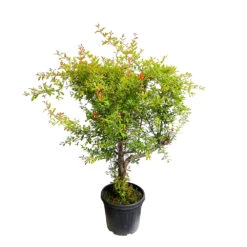 Punica Granatum Pot 45L, 18/20. -Terre et Verdure 840073 1433746