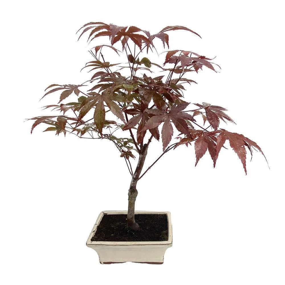 Bonsaï D'extérieur Avec Soucoupe, 8/9 Ans 4 Bonsaï D'extérieur Avec Soucoupe, 8/9 Ans – Image 2