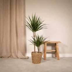 Dracaena Marginata - H100cm, ø19cm - Très Grande Plante D'intérieur -Terre et Verdure 85084dfd55124f33