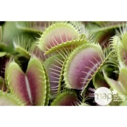 Attrape-mouches : Ø12cm, Pot -Terre et Verdure 85271 001