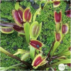 Attrape-mouches : Ø12cm, Pot -Terre et Verdure 85271 006