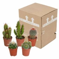Cactus, Box De 5 Plantes - H8cm, ø5,5cm - Plantes D'intérieur -Terre et Verdure 855b4e225476998c