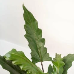 Alocasia Lauterbachiana - H80cm, ø19cm - Grande Plante D'intérieur -Terre et Verdure 857d443c118c0b8e
