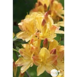 Azalea Mollis Trevarez Pot 7,5L -Terre et Verdure 858101 003