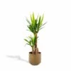 Yucca Et Son Cache-pot Doré - H100cm, ø21cm - Très Grande Plante D'intérieur 2 Yucca Et Son Cache-pot Doré - H100cm, ø21cm - Très Grande Plante D'intérieur -Terre et Verdure 86175f655482bd0b