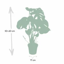 Monstera Deliciosa - H55cm, ø17cm - Plante D'intérieur 10 Monstera Deliciosa - H55cm, ø17cm - Plante D'intérieur -Terre et Verdure 862e05acb316ed9e