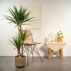 Dracaena Et Son Cache-pot - H120cm, ø21cm - Très Grande Plante D'intérieur 8 Dracaena Et Son Cache-pot - H120cm, ø21cm - Très Grande Plante D'intérieur -Terre et Verdure 86d15388893e3ff7