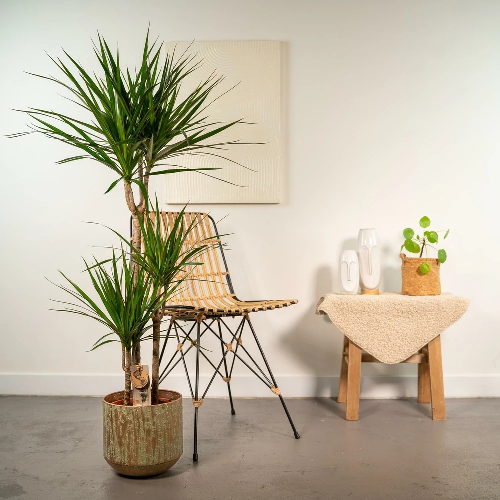 Dracaena Et Son Cache-pot - H120cm, ø21cm - Très Grande Plante D'intérieur 4 Dracaena Et Son Cache-pot - H120cm, ø21cm - Très Grande Plante D'intérieur – Image 2