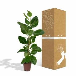 Ficus Altissima - H85cm, ø21cm - Grande Plante D'intérieur -Terre et Verdure 86f7d577990ab096