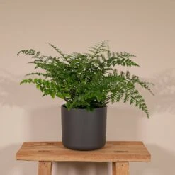Asplenium Parvati - H30cm, ø17cm - Plante D'intérieur -Terre et Verdure 871d29358b890f47