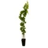 Vigne Muscat Bleu : AB Pot 3L 1 Vigne Muscat Bleu : AB Pot 3L -Terre et Verdure 872146 001