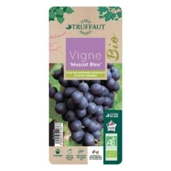 Vigne Muscat Bleu : AB Pot 3L -Terre et Verdure 872146 003