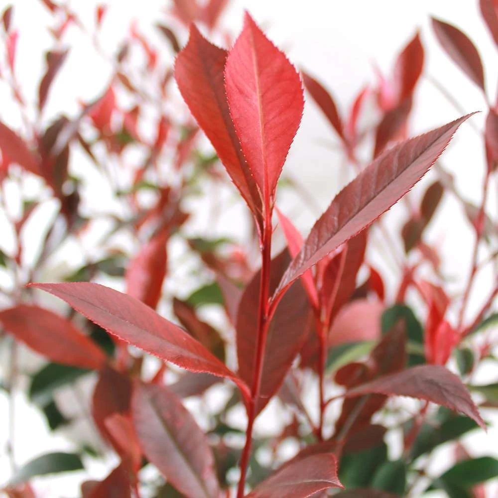 Photinia "Carré Rouge" Pot 10L 1/125 4 Photinia "Carré Rouge" Pot 10L 1/125 – Image 2