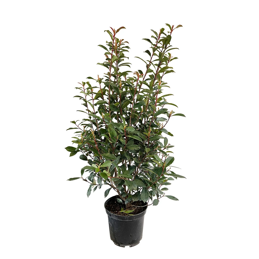 Photinia "Carré Rouge" Pot 10L 1/125 3 Photinia "Carré Rouge" Pot 10L 1/125
