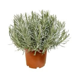 Lavandula 'phenomenal' : Pot 5L -Terre et Verdure 873199 002