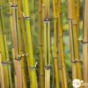 Bambou Moyen Phyllostachys Aureosulcata 'Spectabilis' 150/200 :pot 18L 1 Bambou Moyen Phyllostachys Aureosulcata 'Spectabilis' 150/200 :pot 18L -Terre et Verdure 873216 001