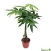 Pachira Aquatica:Tige Tressée H80 Cm Pot D19 Cm -Terre et Verdure 873307 002