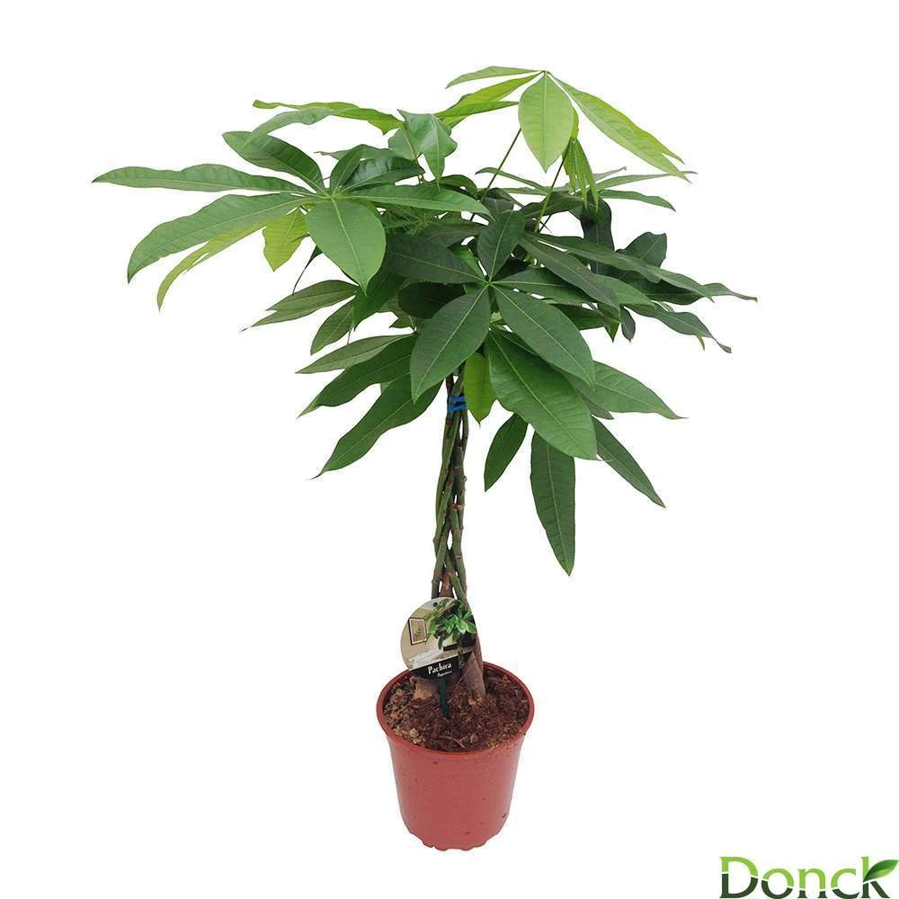 Pachira Aquatica:Tige Tressée H80 Cm Pot D19 Cm 3 Pachira Aquatica:Tige Tressée H80 Cm Pot D19 Cm