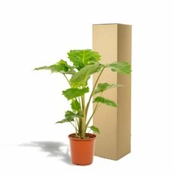 Alocasia Portodora - H80cm, ø21cm - Grande Plante D'intérieur 11 Alocasia Portodora - H80cm, ø21cm - Grande Plante D'intérieur -Terre et Verdure 876e0d46a2b6ed89