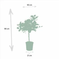Ficus Elastica Melany, Ficus Benghalensis Audrey, Duo De Plantes - Grandes Plantes D'intérieur -Terre et Verdure 87b717b6c73f81ab