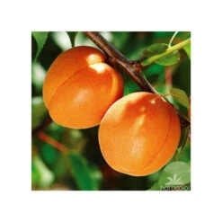 Abricotier Hargrand : Gobelet 3 Ans D'âge Ctr 12 Litres -Terre et Verdure 88699 004