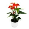 Fleur De Flamant Rose - Anthurium Andreanum - Anthurium - Pot 12cm - "orange Champion 1 Fleur De Flamant Rose - Anthurium Andreanum - Anthurium - Pot 12cm - "orange Champion -Terre et Verdure 8894f3b56c4431eb