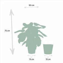 Calathea Médaillon Et Son Panier Naturel - H65cm, ø19cm - Plante D'intérieur 11 Calathea Médaillon Et Son Panier Naturel - H65cm, ø19cm - Plante D'intérieur -Terre et Verdure 88aeffa7f615bfa9