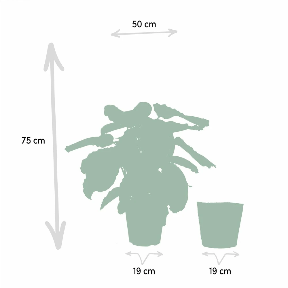 Calathea Médaillon Et Son Panier Naturel - H65cm, ø19cm - Plante D'intérieur 7 Calathea Médaillon Et Son Panier Naturel - H65cm, ø19cm - Plante D'intérieur – Image 5