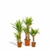 Yucca X3 - Grandes Plantes D'intérieur -Terre et Verdure 8943f49ccd3eb579