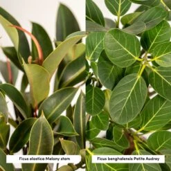 Ficus Elastica Melany, Ficus Benghalensis Audrey Et Leurs Paniers Noirs, Duo De Plantes - Grandes Plantes D'intérieur 9 Ficus Elastica Melany, Ficus Benghalensis Audrey Et Leurs Paniers Noirs, Duo De Plantes - Grandes Plantes D'intérieur -Terre et Verdure 8a6385d15f199765